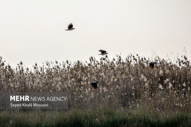 تالاب شادگان