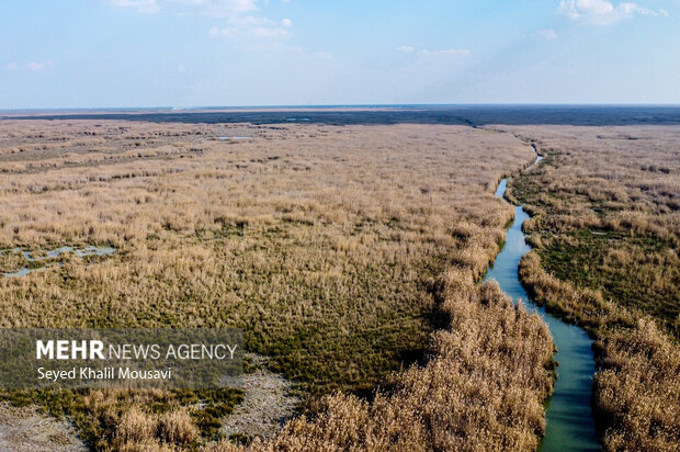 آتشسوزی ۲.۵ هکتار از نیزارهای تالاب شادگان را تخریب کرد