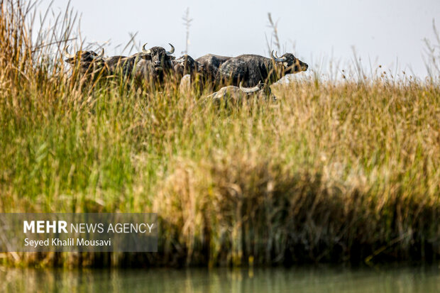 تالاب شادگان