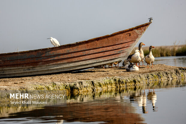 «تالاب شادگان» و آواز آب در آغوش نیزارهای ساحل بهار «تالاب شادگان» و آواز آب در آغوش نیزارهای ساحل بهار
