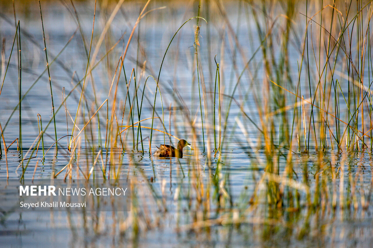 ۳تالاب آذربایجان غربی میزبان گردشگران/خاطره نوروزی دربهشت پرندگان
