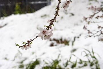 VIDEO: Snowfall on almond blossoms in Kermanshah heights