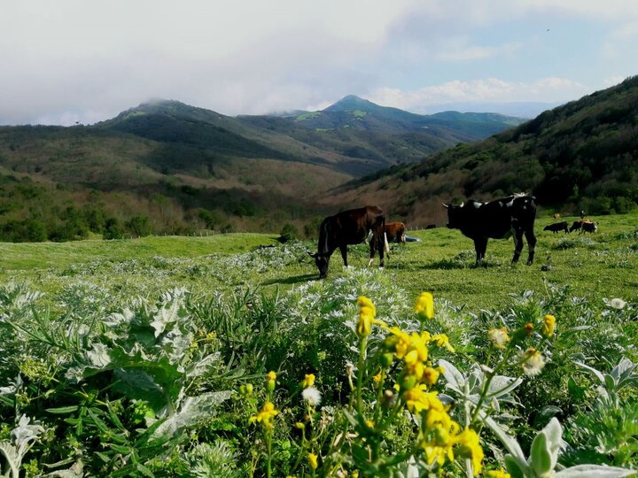 نمین؛ تکهای از بهشت طبیعت ایران/طبیعت و تاریخ را یکجا تماشا کنید