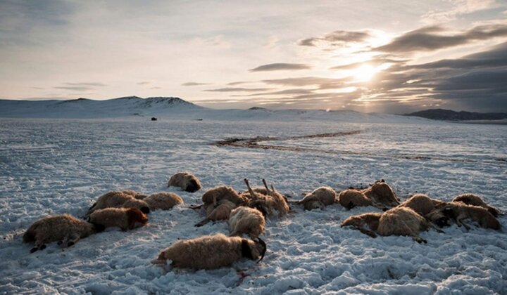 Harsh winter kills over 3.9 mln head of livestock in Mongolia
