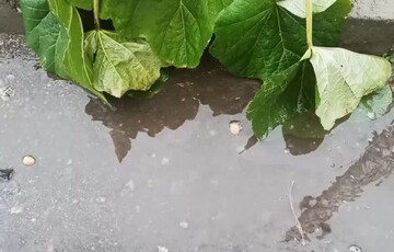 بارش سیل آسا در شهر ایلام