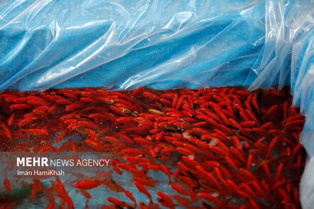 صدای پای بهار در ایران کوچک/ مشکل تامین کالاهای اساسی نداریم