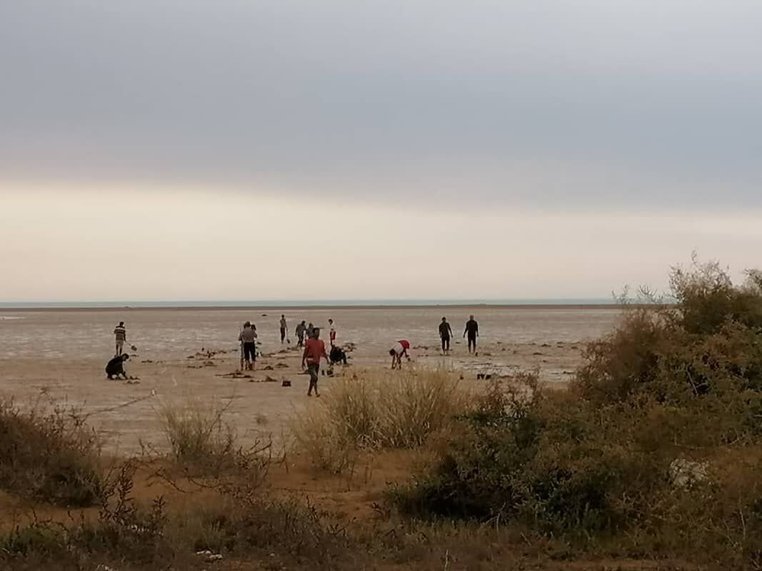 ۲۵۰۰ اصله نهال حرا در ساحل گناوه کاشته شد