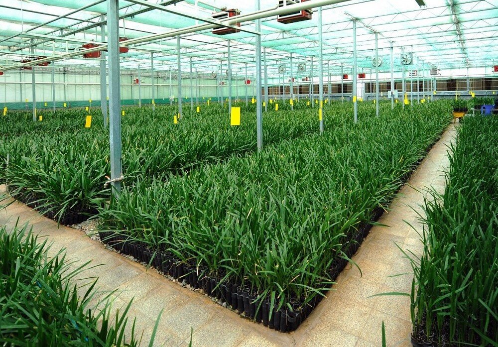 نهال تولیدی رعنا پاسخگوی نیاز نخلکاران کشور است