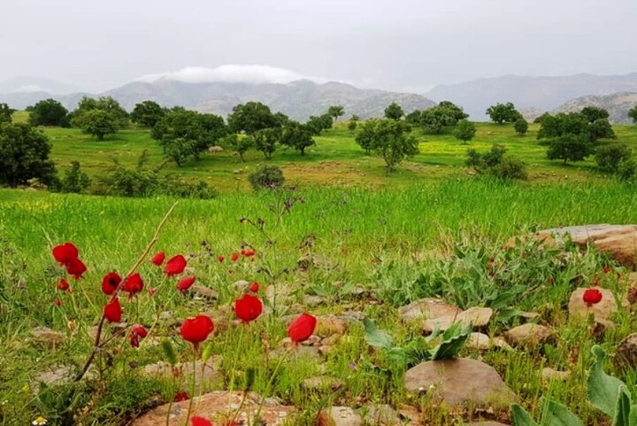 جاذبههای طبیعی اندیکا/ از روستای «موری» تا دشت «شیمبار»
