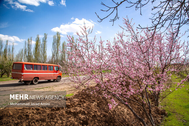 جلوه شکوفه های بهاری در باغستان سنتی قزوین