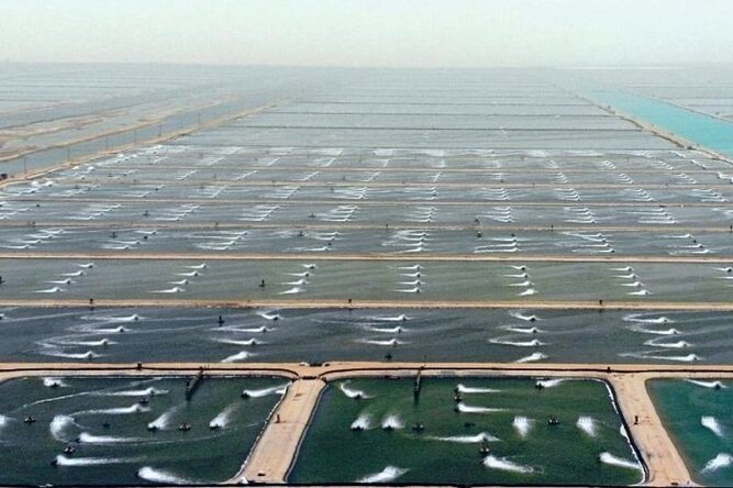 شیوع «نکروز حاد» در قطب پرورش میگو؛ راهکارهای دامپزشکی برای ارتقای تولید شیوع «نکروز حاد» در قطب پرورش میگو؛ راهکارهای دامپزشکی برای ارتقای تولید