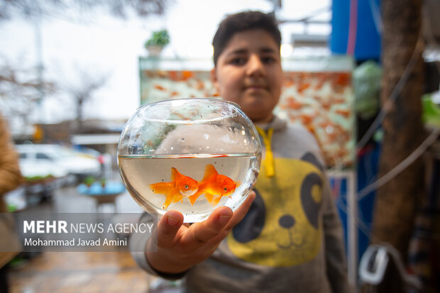 سپهر اجتماعی آئینهای پیشانوروزی بازخوانی میشود