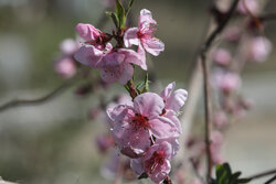 Spring blossoms in Tehran