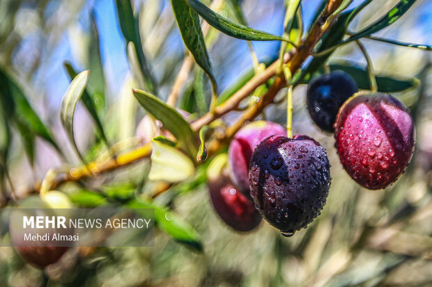 زيتون طارم هندوستان چهارفصل ایران