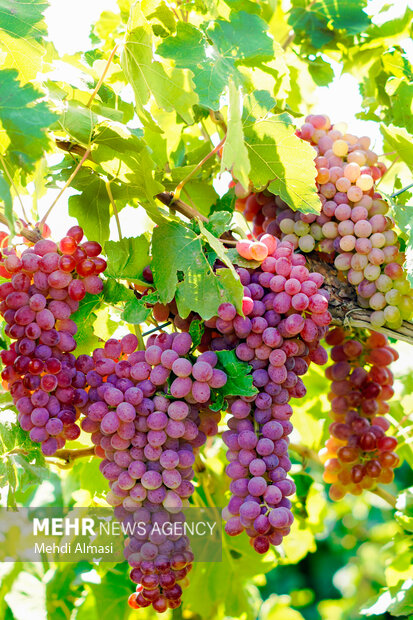 انگور شهرستان خرمدره