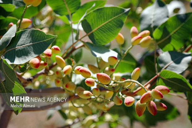 باغ پسته ماهنشان