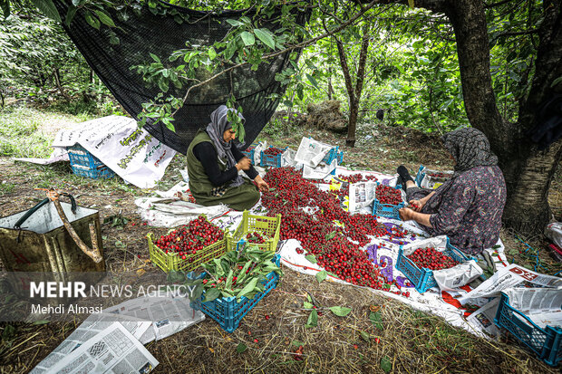 برداشت گیلاس منطقه گردشگری شیت