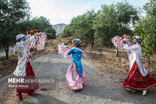 جشن شکرانه برداشت زیتون طارم