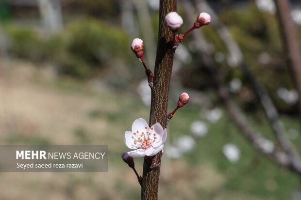 بهار شکوفه‌ها در تهران