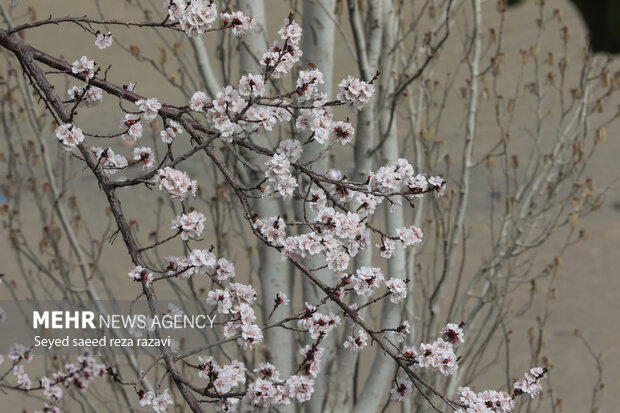 بهار شکوفه‌ها در تهران