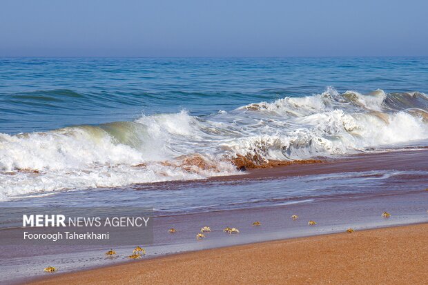ساحل خرچنگ ها از جاذبه های زیبای چابهار می باشد که در فاصله ۱۰۰ کیلومتری غرب چابهار در نزدیکی روستای تنگ قرار دارد