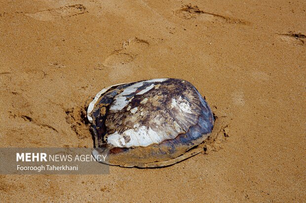 لاک لاکپشت در ساحل پزم چابهار