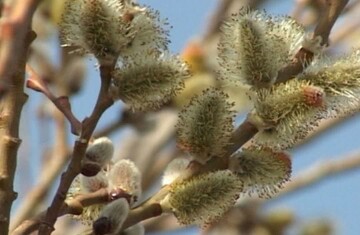 برداشت بیدمشک پیام آور بهار در ارومیه آغاز شد