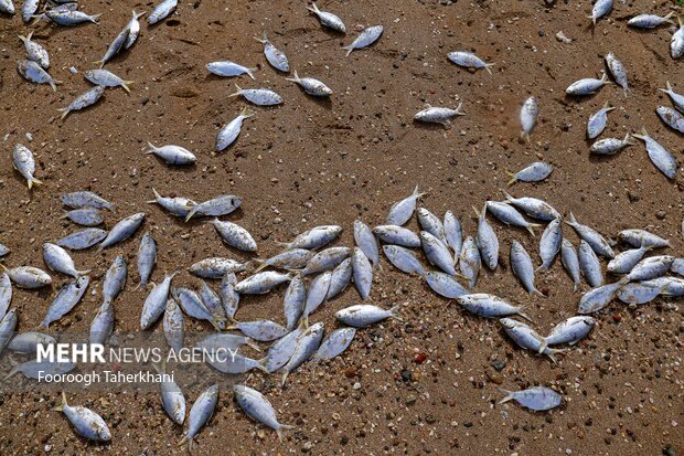 به دلیل جزر و مد تعداد زیاذ=دی ماهی به سواحل آورده میشوند