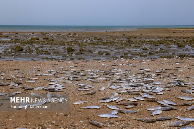 به دلیل جزر و مد تعداد زیادی ماهی به سواحل آورده میشوند