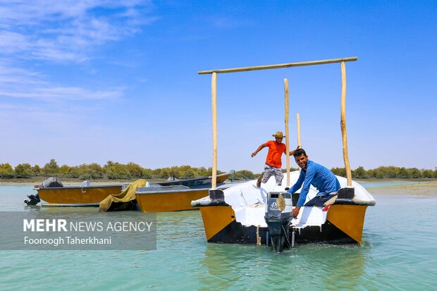 جنگا حرادر قشم.برای گردش در جنگل حرا زمانی که آب دریا بالاست، باید سوار قایق شد