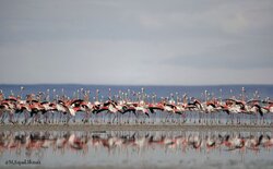 VIDEO: Flamingos return to Lake Urmia