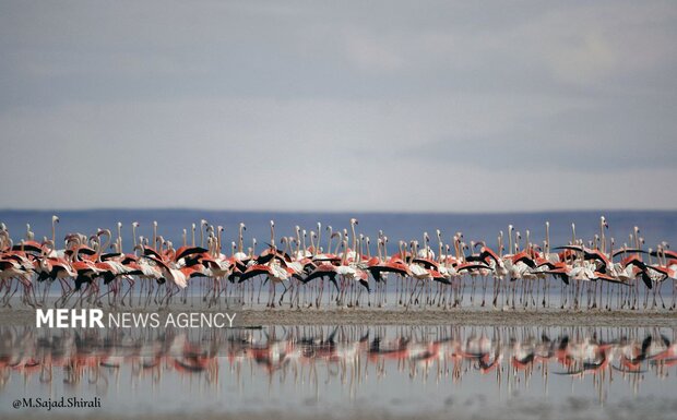 Flamingolar Urmiye Gölü’ne geri döndüler