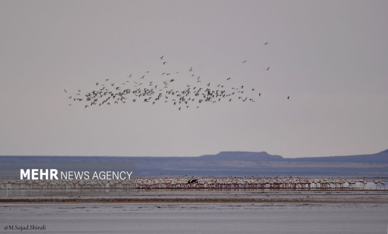 میهمانی ۳۰۰فلامینگو در گاوخونی/ نخستین کلونیهای جوجهآوری ثبت شد