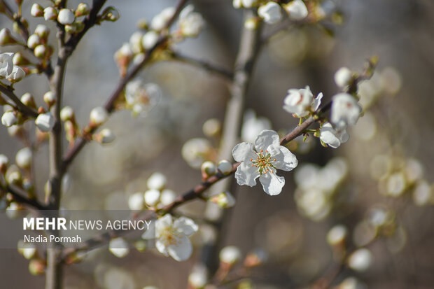 شکوفه های بهاری