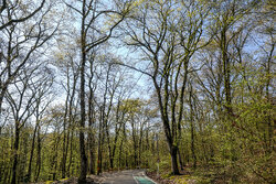 Alangdareh Forest Park in Gorgan