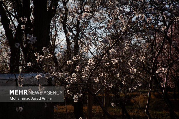 شکوفه‌های بهاری در باغستان سنتی قزوین