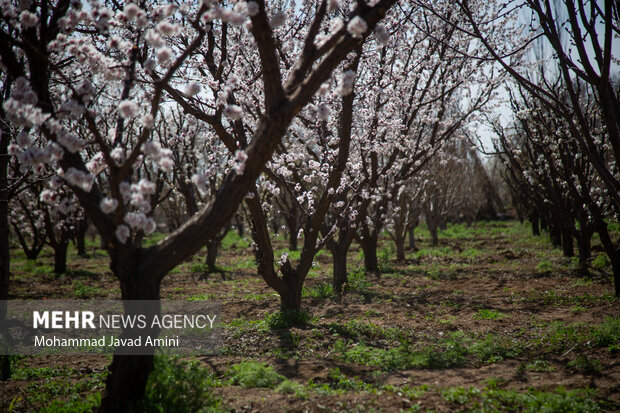 ۱۶۷۰۰ هکتار از باغات استان قزوین شناسنامهدار شدند ۱۶۷۰۰ هکتار از باغات استان قزوین شناسنامهدار شدند