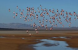 بال‌های گم‌شده در کویر؛ پرندگان مهاجر زاینده‌رود را فراموش کردند