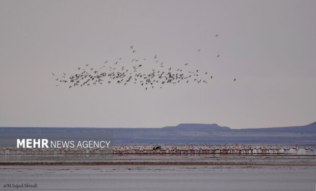 آخرین وضعیت تالاب گاوخونی؛ معادن «نمک» بر زخم بی‌آبی می‌پاشند
