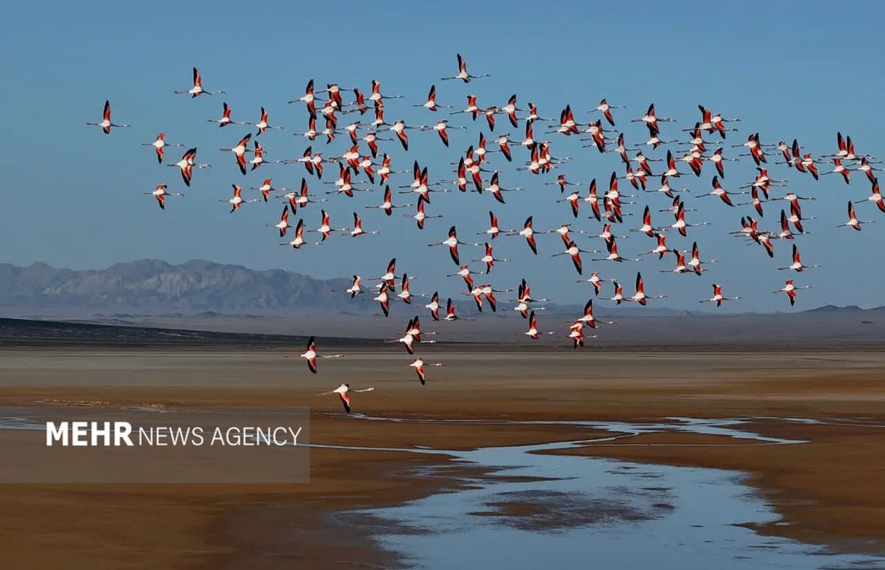 پرندگان،گاوخوني،تالاب،مهاجر،آبزي،پرنده،آبي،خشك،تنوع،مسير،اصف ...