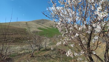 احترام کردها به شاه‌مردان در روز طبیعت/مسافران نوروزی نهال کاشتند