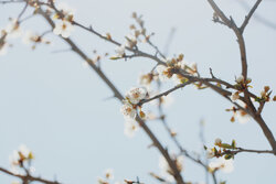 Kodir village nature in spring