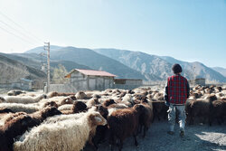 تولیدات روستایی نیاز به مجوز دامپزشکی ندارد