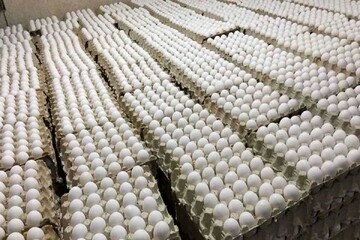 پیش بینی تولید ۱۱۰ هزار تن تخم مرغ در استان قزوین / رتبه چهارم کشوری در تولید تخم مرغ