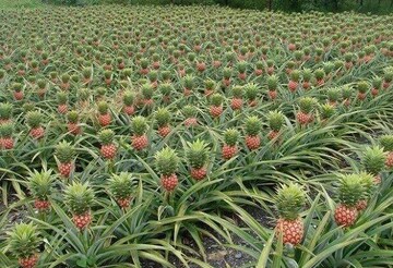 آناناس به روش جدید کاشت می‌شود/ کشت گیاهان کم‌آبخواه در مناطق کم برخوردار