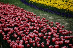 Tulip flowers in Mashhad