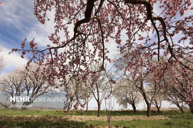 شکوفه های بهاری ارومیه