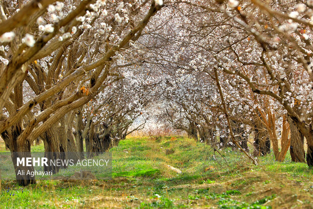 شکوفه های بهاری ارومیه