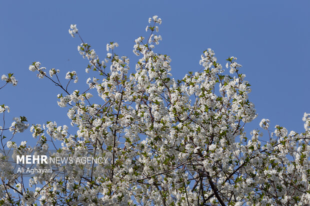شکوفه های بهاری ارومیه