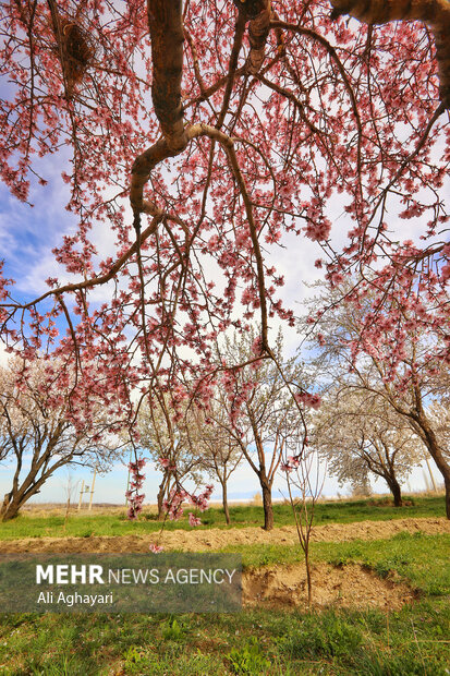 شکوفه های بهاری ارومیه